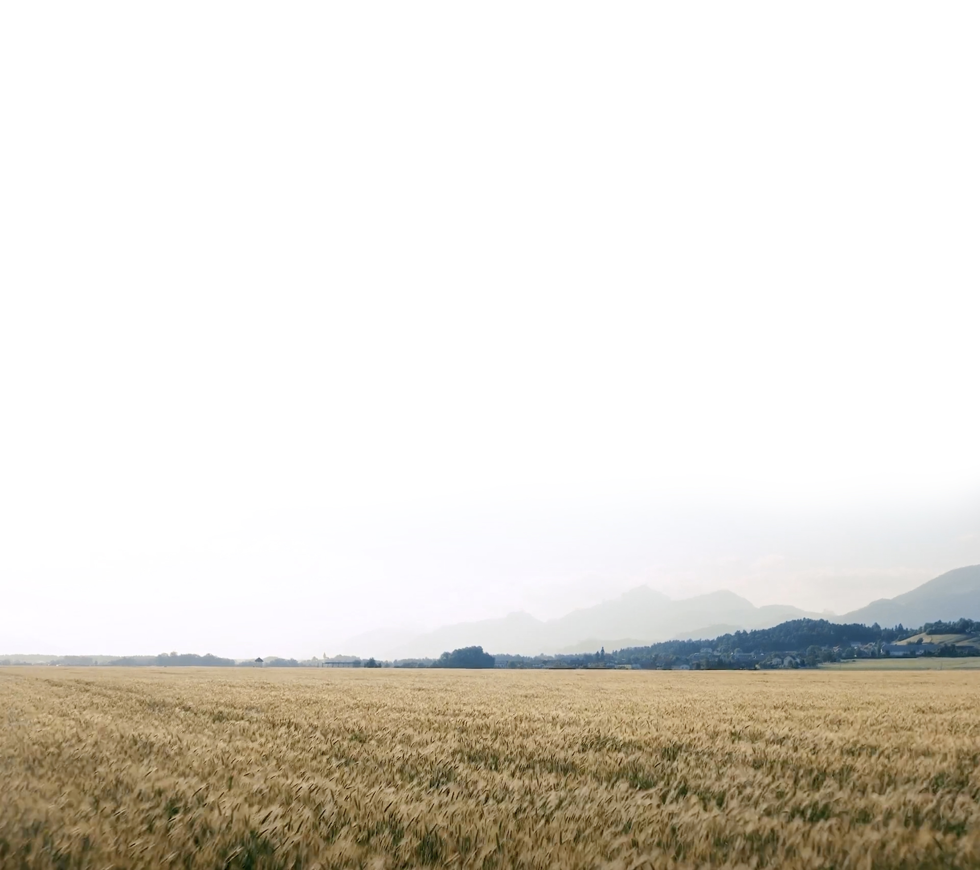 Table of Contents background wheat fields